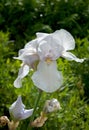 iris of white color, close up petals