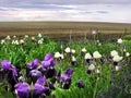 irises of violet white color on the edge of the field, close up Royalty Free Stock Photo