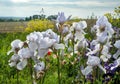 Irises of white color on the edge of the field, close up Royalty Free Stock Photo