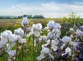 irises of white color on the edge of the field, close up Royalty Free Stock Photo