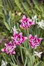 Varietal pink lily shaped tulips bloom in the spring garden. Home flowers garden bulbs