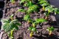 Varietal potatoes seedlings. Sprouted potato tuber. Green shoots of potato seed on the background of the plantation. Young potato Royalty Free Stock Photo