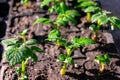 Varietal potatoes seedlings. Sprouted potato tuber. Green shoots of potato seed on the background of the plantation. Young potato Royalty Free Stock Photo