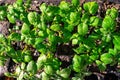 Varietal potatoes seedlings. Sprouted potato tuber. Green shoots of potato seed on the background of the plantation. Young potato Royalty Free Stock Photo