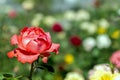 Varietal red rose in the garden closeup in the sun with beautiful green bokeh Royalty Free Stock Photo