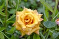 Varietal rose of yellow color with delicate pink edges on the petal Royalty Free Stock Photo