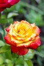 Varietal rose of yellow color with red edges on the petal Royalty Free Stock Photo