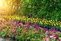 Varietal seedlings Marigolds and petunias of a beautiful and colorful flowers in pots. Plants in garden center or street market Royalty Free Stock Photo