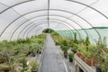 Varieties of bonsais tree in a greenhouse