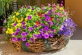 Varieties of Calibrachoa ( Million Bells) also named mini petunias in the pot