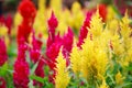 Varieties of colorful Celosia Plumosa flower, commonly known as the plumed cockscomb or silver cock`s comb. It is a herbaceous pl Royalty Free Stock Photo