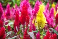 Varieties of colorful Celosia Plumosa flower, commonly known as the plumed cockscomb or silver cock`s comb. It is a herbaceous pl Royalty Free Stock Photo
