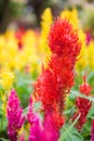 Varieties of colorful Celosia Plumosa flower, commonly known as the plumed cockscomb or silver cock`s comb. It is a herbaceous pla Royalty Free Stock Photo