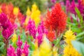 Varieties of colorful Celosia Plumosa flower, commonly known as the plumed cockscomb or silver cock`s comb. It is a herbaceous pla Royalty Free Stock Photo