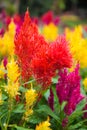 Varieties of colorful Celosia Plumosa flower, commonly known as the plumed cockscomb or silver cock`s comb. It is a herbaceous pla Royalty Free Stock Photo