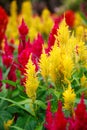 Varieties of colorful Celosia Plumosa flower, commonly known as the plumed cockscomb or silver cock`s comb. It is a herbaceous pla Royalty Free Stock Photo