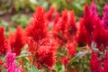 Varieties of colorful Celosia Plumosa flower, commonly known as the plumed cockscomb or silver cock`s comb. It is a herbaceous pla Royalty Free Stock Photo