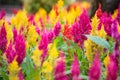 Varieties of colorful Celosia Plumosa flower, commonly known as the plumed cockscomb or silver cock`s comb. It is a herbaceous pla Royalty Free Stock Photo