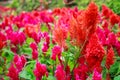 Varieties of colorful Celosia Plumosa flower, commonly known as the plumed cockscomb or silver cock`s comb. It is a herbaceous pla Royalty Free Stock Photo