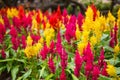 Varieties of colorful Celosia Plumosa flower, commonly known as the plumed cockscomb or silver cock`s comb. It is a herbaceous pla Royalty Free Stock Photo