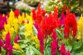 Varieties of colorful Celosia Plumosa flower, commonly known as the plumed cockscomb or silver cock`s comb. It is a herbaceous pla Royalty Free Stock Photo