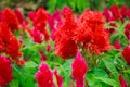 Varieties of colorful Celosia Plumosa flowers, commonly known as the plumed cockscomb or silver cock`s comb. It is a herbaceous pl Royalty Free Stock Photo