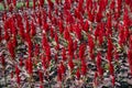 Varieties of colorful Celosia Plumosa flowers, commonly known as the plumed cockscomb or silver cock`s comb. Royalty Free Stock Photo