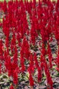 Varieties of colorful Celosia Plumosa flowers, commonly known as the plumed cockscomb or silver cock`s comb. Royalty Free Stock Photo