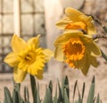 Daffodils growing in full sunlight in village churchyard