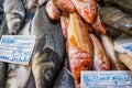 Varieties of fresh fish in market in Tavira, Portugal