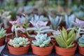 Varieties of green hen and chicks, succulent plant, in brown pot with blurred background selling in local market, selective focus Royalty Free Stock Photo