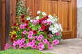 Varieties of hanging petunias and surfinia flowers in the pot . Summer garden inspiration for container plants Royalty Free Stock Photo