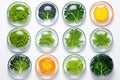 Varieties of lettuce samples in laboratory daylit glassware, plant genetics and breeding