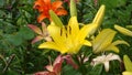 Varieties of lilies `MONA` Asian hybrids.The flowers are beautiful saturated bright yellow with brown long stamens in the summer g Royalty Free Stock Photo