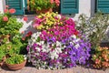 Varieties of petunia and surfinia flowers in the pot