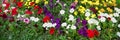 Varieties of petunias and surfinias flowers in the pot, big ceramic vase. Summer garden inspiration for container plants Royalty Free Stock Photo