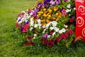 Varieties of petunias and surfinias flowers in the pot, big ceramic vase. Summer garden inspiration for container plants Royalty Free Stock Photo