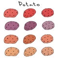 Varieties of Potatoes of Different Colors. Pink, Violet, Purple, Yellow, Brown. Food Illustration. Fresh Farm Ingredients. Realist