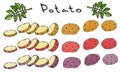 Varieties of Potatoes of Different Colors. Potato Slices and Nightshade Leaves. . Food Illustration. Fresh Farm Royalty Free Stock Photo