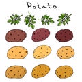 Varieties of Potatoes of Different Colors. Yellow, Brown and Nightshade Leaves. . Food Illustration. Fresh Farm Ingredients. Reali