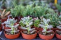 Varieties of vintage green hen and chicks, succulent plant, in brown pot with blurred background selling in local market Royalty Free Stock Photo