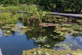 A variety of aquatic plants filling a large outdoor pond at a park in Chicago, Illinois Royalty Free Stock Photo