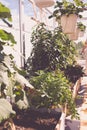 Aromatic urban roof garden, lovage bush