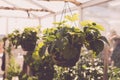 Aromatic urban roof garden with strawberry plants