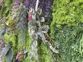 Variety of artificial plants in vertical garden. Artificial vertical garden background. Green nature close up. Decoration for home