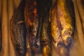 Variety assortment of different cold hot smoked fish for sale in fish market in Kaliningrad oblast, Russia Royalty Free Stock Photo