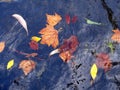 Autumn leaves floating in the water Royalty Free Stock Photo