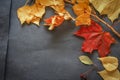 A variety of autumn leaves of twigs and berries laid out on dark