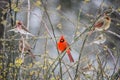 A variety of birds perch in a rose bush.