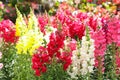 Variety of beautiful Antirrhinum majus or Snapdragon flowers red, white, pink and yellow colors in the garden Royalty Free Stock Photo